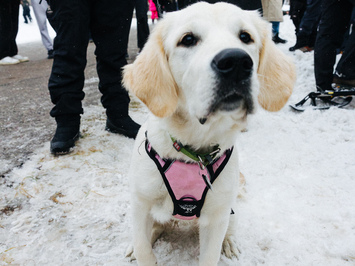 🛷🔥 PASAULES KAUSS SIGULDĀ – LATVIJAS KOMANDAS SNIEGUMS VISĀS DISCIPLĪNĀS 🔥🛷