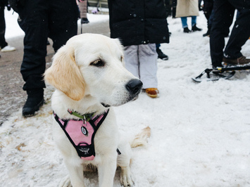 🛷🔥 PASAULES KAUSS SIGULDĀ – LATVIJAS KOMANDAS SNIEGUMS VISĀS DISCIPLĪNĀS 🔥🛷