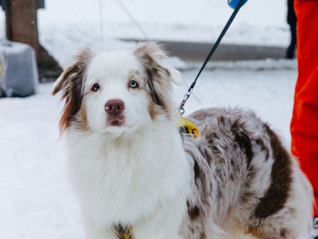 🛷🔥 PASAULES KAUSS SIGULDĀ – LATVIJAS KOMANDAS SNIEGUMS VISĀS DISCIPLĪNĀS 🔥🛷