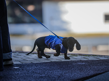 Siguldā noskaidroti Latvijas čempioni kamaniņu sportā 2026