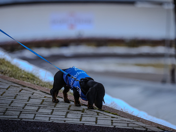 Siguldā noskaidroti Latvijas čempioni kamaniņu sportā 2026